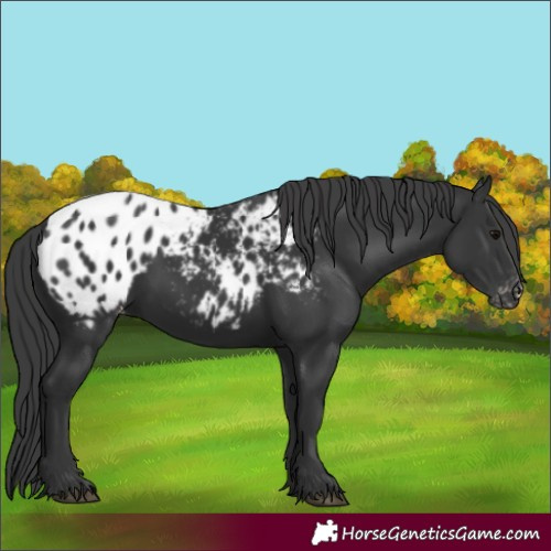 Horse Color:Black Appaloosa Rabicano 