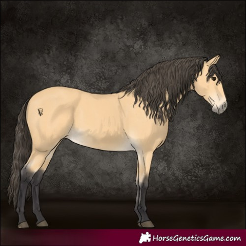Horse Color:Buckskin 