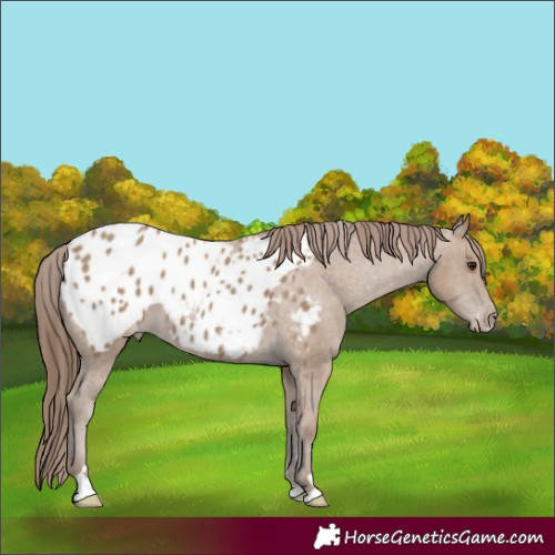 Horse Color:Classic Champagne Appaloosa