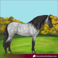 Horse Color:Smoky Blue Roan 