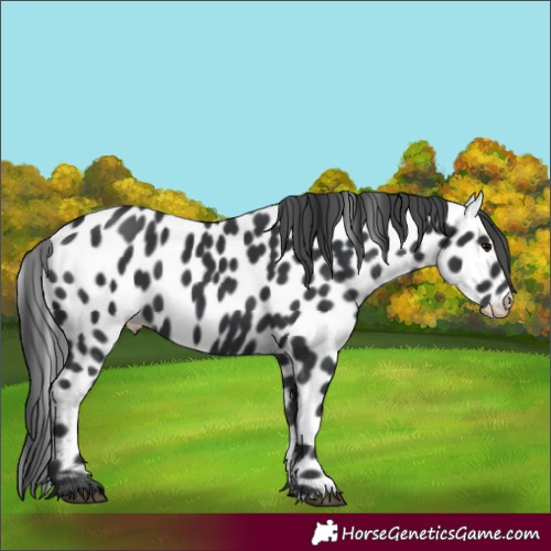 Horse Color:Black Appaloosa 