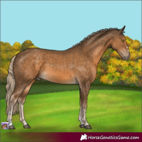 Horse Color:Chocolate Palomino 