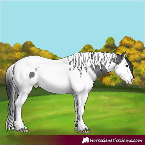 Horse Color:Blue Roan Splash Tobiano Appaloosa 