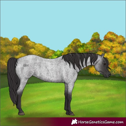 Horse Color:Smoky Blue Roan