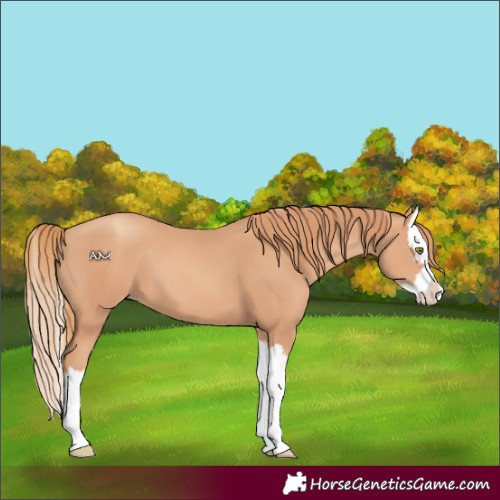 Horse Color:Gold Champagne Splash