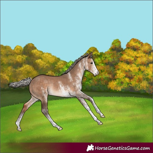 Horse Color:White Spotted Silver Brown Dun Rabicano 