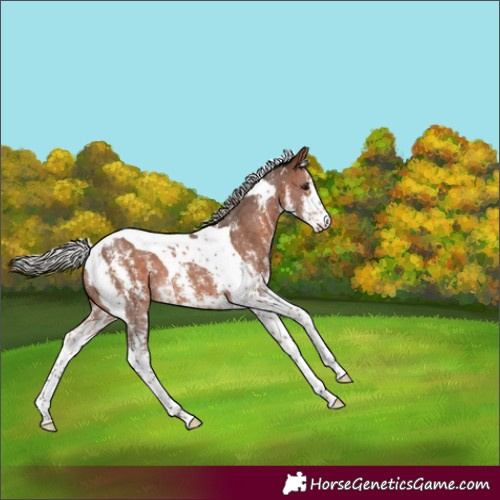 Horse Color:Silver Brown Sabino Tobiano 