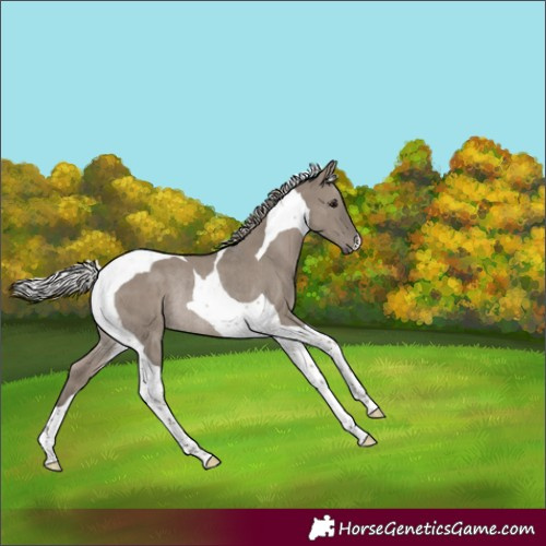 Horse Color:Silver Grullo Tobiano Rabicano 