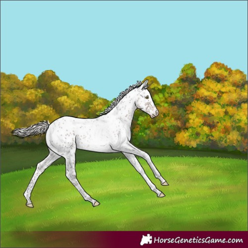 Horse Color:Silver Brown Sabino 