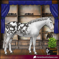 Horse Color:Liver Chestnut Splash Appaloosa 