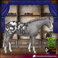Horse Color:Liver Chestnut Splash Appaloosa 