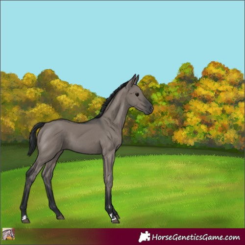 Horse Color:Grullo 