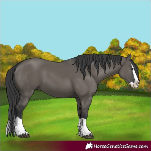 Horse Color:Grullo Splash 
