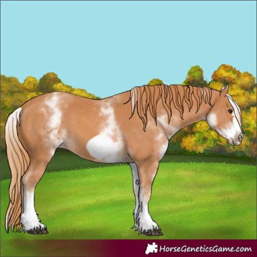 Horse Color:White Spotted Chestnut Frame 