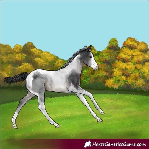 Horse Color:White Spotted Black Tobiano Rabicano