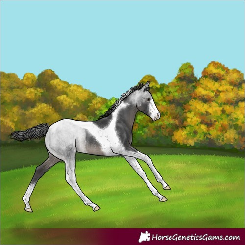 Horse Color:White Spotted Black Tobiano Rabicano