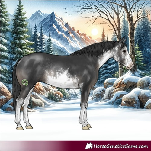 Horse Color:White Spotted Black Rabicano 