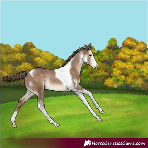 Horse Color:Liver Red Dun Sabino Tobiano Rabicano 