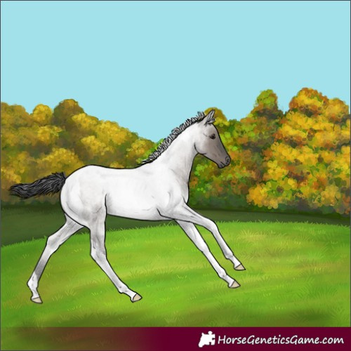 Horse Color:Grullo Roan Tobiano Rabicano 
