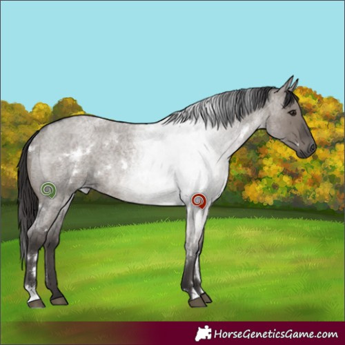 Horse Color:White Spotted Smoky Grullo Roan Rabicano