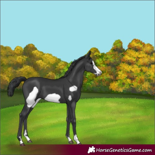 Horse Color:Black Frame 