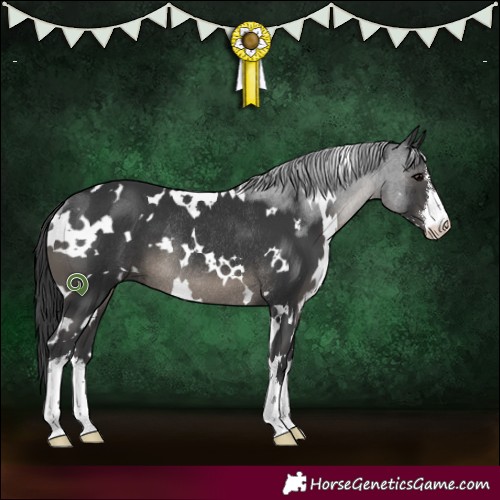 Horse Color:White Spotted Black Rabicano 