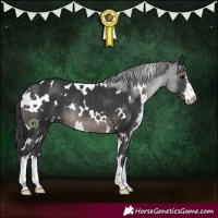 Horse Color:White Spotted Black Rabicano 