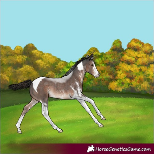 Horse Color:Liver Chestnut Sabino Tobiano Rabicano