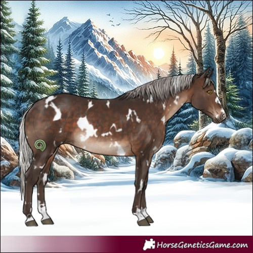 Horse Color:White Spotted Silver Brown Rabicano 