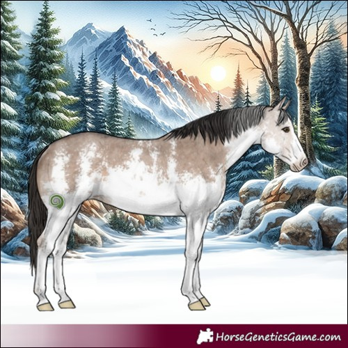 Horse Color:White Spotted Liver Red Dun Sabino Rabicano