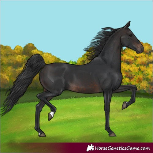 Horse Color:Brown 