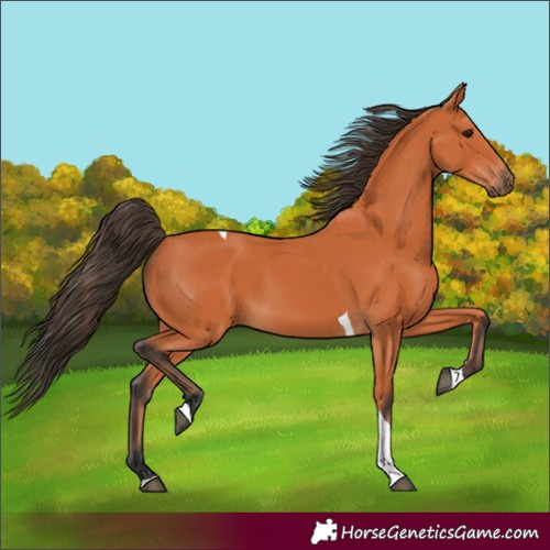 Horse Color:Bay Tobiano 