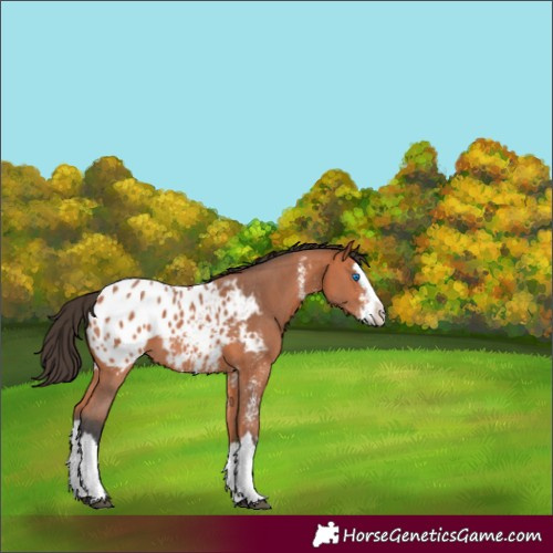 Horse Color:Bay Sabino Splash Blanket 