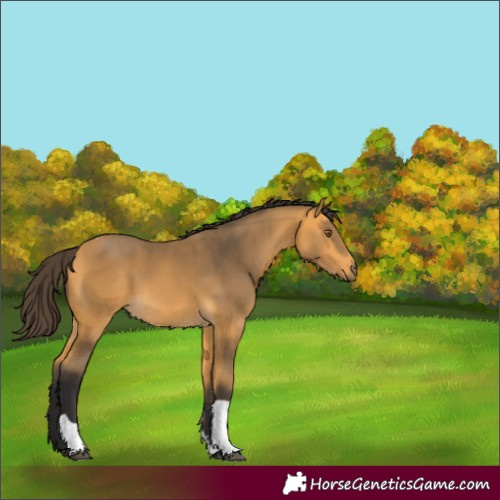 Horse Color:Buckskin Tobiano 