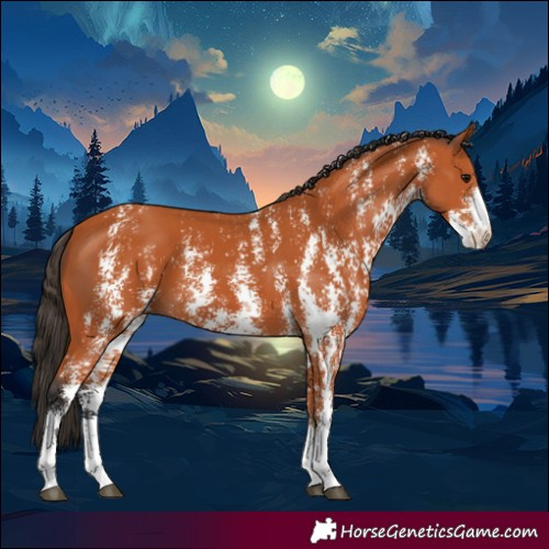Horse Color:Bay Sabino 