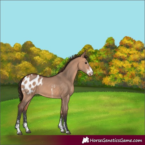 Horse Color:Bay Dun Sabino Appaloosa 