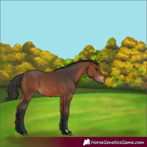 Horse Color:Bay 