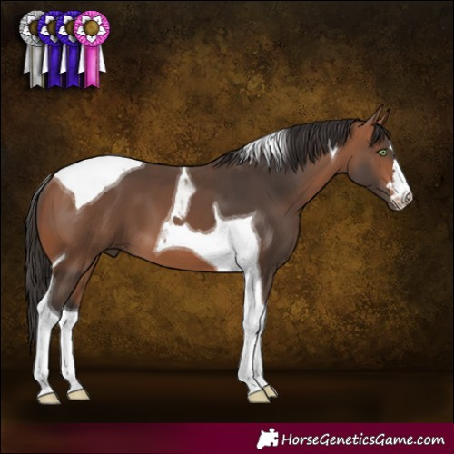 Horse Color:Bay Tobiano 