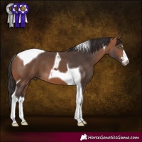 Horse Color:Bay Tobiano 