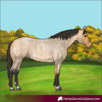 Horse Color:Buckskin Roan 