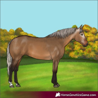 Horse Color:Gray Silver Bay Dun 