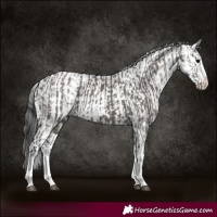 Horse Color:Grullo Sabino Splash  and Grullo Sabino Splash 