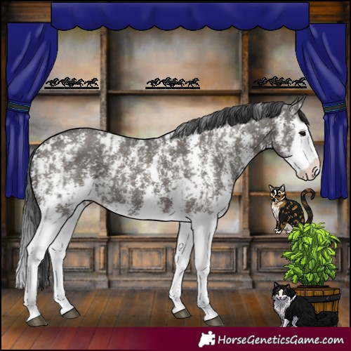 Horse Color:Grullo Sabino Splash and Grullo Sabino Splash Rabicano