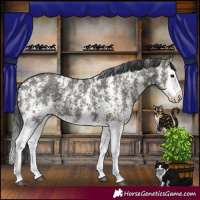 Horse Color:Grullo Sabino Splash  and Grullo Sabino Splash Rabicano 