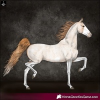 Horse Color:Red Dun Roan Splash Frame Rabicano 