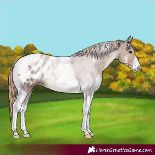 Horse Color:Chestnut Sabino Tobiano Appaloosa Rabicano 