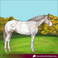 Horse Color:Chestnut Sabino Tobiano Appaloosa Rabicano 
