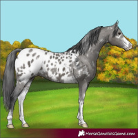 Horse Color:White Spotted Grullo Sabino Blanket Rabicano 