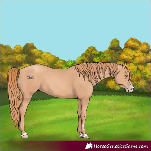 Horse Color:Gold Champagne Splash 
