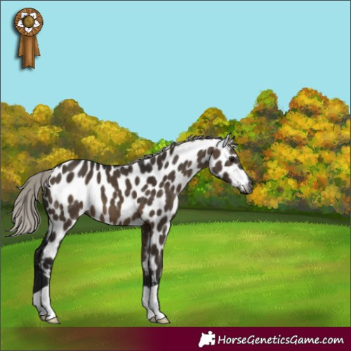Horse Color:Gray Silver Brown Dun Appaloosa 